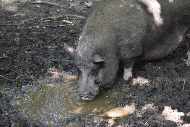 北京国安作 北京国安作